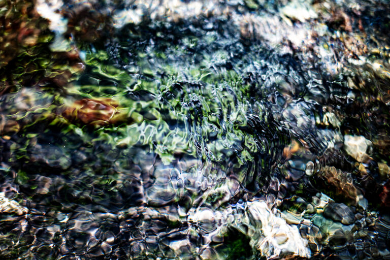 Where the Forest Dissolves